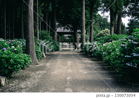 千葉県多古町・日本寺の紫陽花と参道の風景 130073054