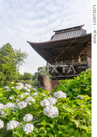 千葉県多古町・日本寺の鐘楼と紫陽花 130073071