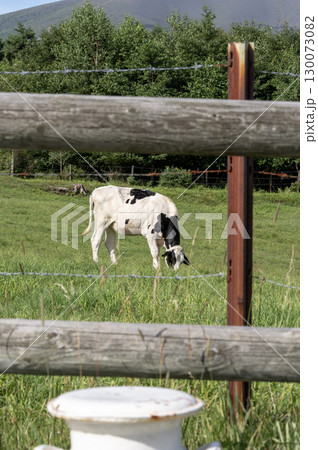夏の浅間牧場 - 青空の下で草を食む牛 130073082