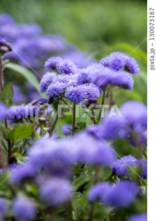 夏に咲く可憐な紫色の花　カッコウアザミ 130073167