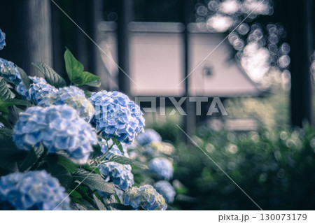 多古町・日本寺の紫陽花と寺院 多古町・日本寺の紫陽花と寺院 130073179