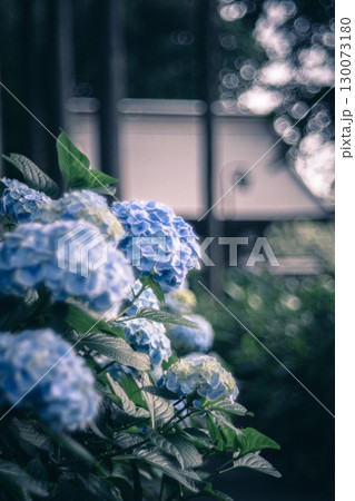 多古町・日本寺の紫陽花と寺院 多古町・日本寺の紫陽花と寺院 130073180