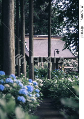 多古町・日本寺の紫陽花と寺院 多古町・日本寺の紫陽花と寺院 130073181