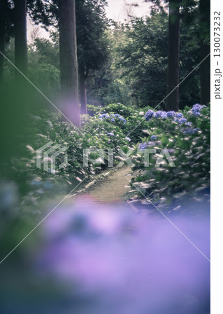 多古町・日本寺の紫陽花と小道 130073232