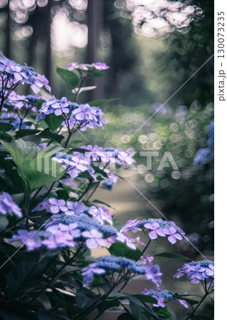 多古町・日本寺の紫陽花と小道 130073235