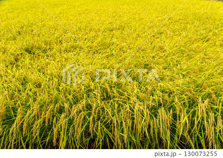 黄金色に実って垂れた稲穂 130073255