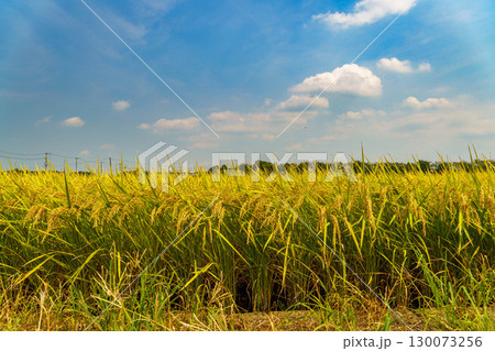 黄金色に実って垂れた稲穂 130073256