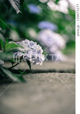 日本寺の石畳と紫陽花 130073277