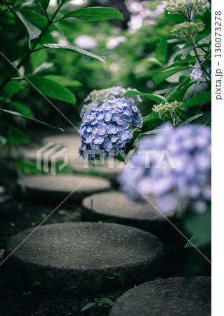 日本寺の石畳と紫陽花 130073278