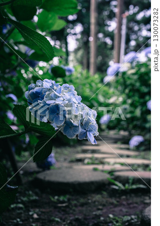 日本寺の石畳と紫陽花 130073282