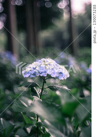 林の中に咲く紫陽花のクローズアップ 130073288