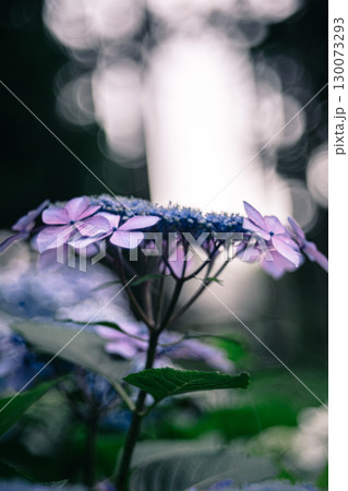 林の中に咲く紫陽花のクローズアップ 130073293