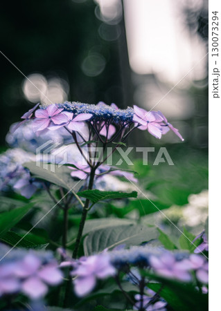 林の中に咲く紫陽花のクローズアップ 130073294