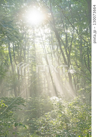 新緑の森に光芒が差し込む風景 大山鏡ヶ成 新緑の森に光芒が差し込む風景 大山鏡ヶ成 130073664