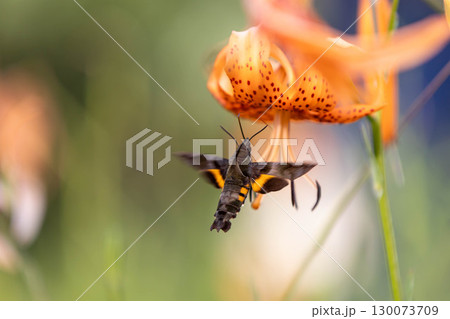 コオニユリの蜜を吸うホウジャク コオニユリの蜜を吸うホウジャク 130073709