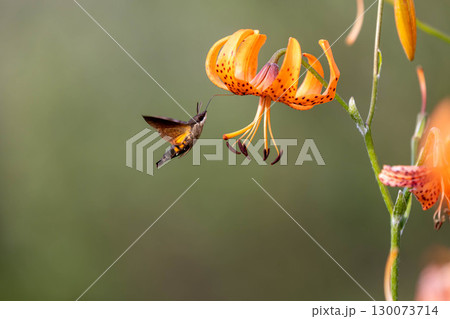 コオニユリの蜜を吸うホウジャク 130073714