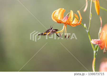 コオニユリの蜜を吸うホウジャク 130073715