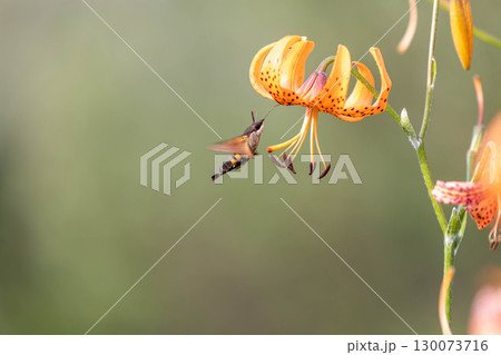 コオニユリの蜜を吸うホウジャク コオニユリの蜜を吸うホウジャク 130073716