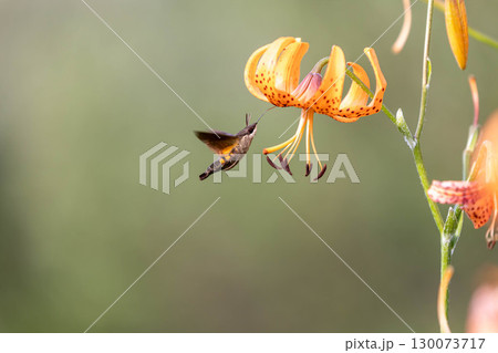 コオニユリの蜜を吸うホウジャク コオニユリの蜜を吸うホウジャク 130073717