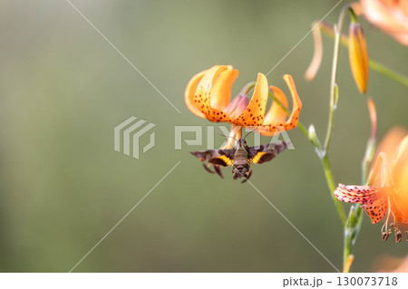 コオニユリの蜜を吸うホウジャク 130073718