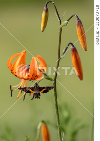 コオニユリの蜜を吸うホウジャク 130073719