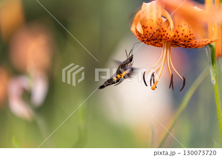コオニユリの蜜を吸うホウジャク 130073720