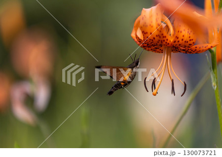 コオニユリの蜜を吸うホウジャク コオニユリの蜜を吸うホウジャク 130073721