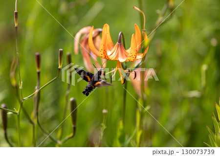 コオニユリの蜜を吸うホウジャク コオニユリの蜜を吸うホウジャク 130073739