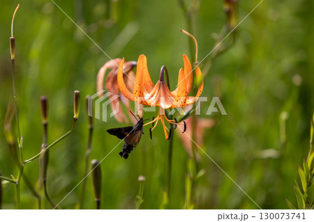 コオニユリの蜜を吸うホウジャク 130073741