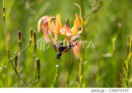 コオニユリの蜜を吸うホウジャク コオニユリの蜜を吸うホウジャク 130073747