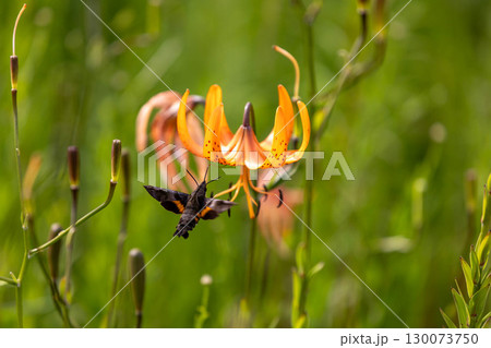 コオニユリの蜜を吸うホウジャク 130073750
