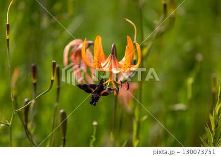 コオニユリの蜜を吸うホウジャク コオニユリの蜜を吸うホウジャク 130073751