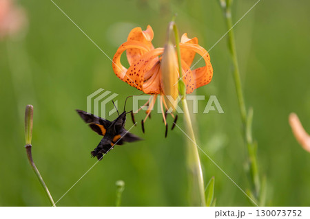 コオニユリの蜜を吸うホウジャク コオニユリの蜜を吸うホウジャク 130073752