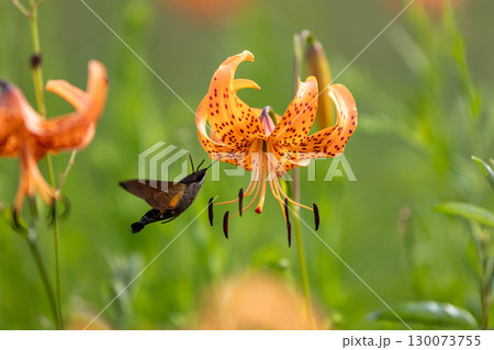 コオニユリの蜜を吸うホウジャク コオニユリの蜜を吸うホウジャク 130073755