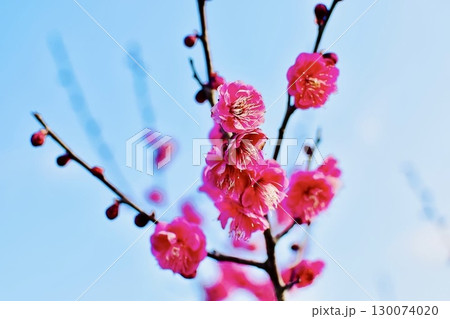 早春の野山に咲いた紅梅3 130074020