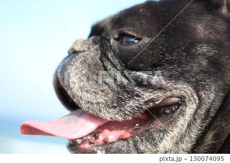 海を見るフレンチブルドッグ 130074095