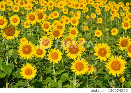 新潟県小千谷山本山高原ひまわり花畑 新潟県小千谷山本山高原ひまわり花畑 130074296
