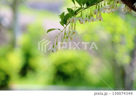 爽やか　エゴノキの花 130074349