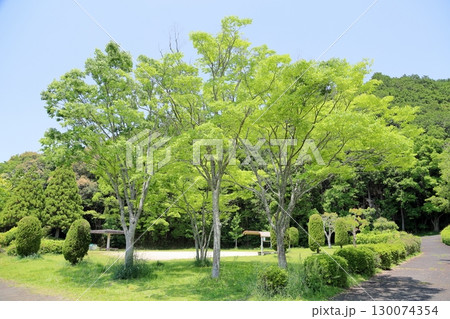 若葉の季節 欅 若葉の季節 欅 130074354