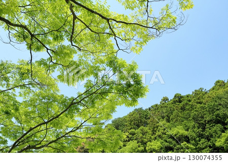 若葉の季節 欅 若葉の季節 欅 130074355