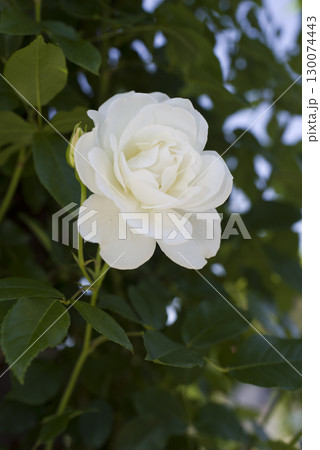 薔薇園に白色のバラの花が咲いています。 薔薇園に白色のバラの花が咲いています。 130074443