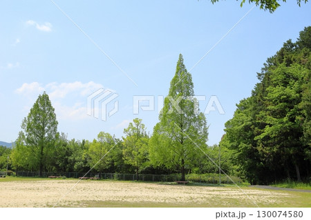 爽やか　大木　メタセコイアの若葉 130074580