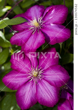 赤紫色のクレマチスの花が咲いています。品種名はビルドリオンです。 130074582