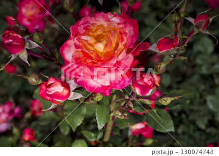 薔薇園に赤い薔薇の花が咲いています。このバラの名前はフリュイテです。 薔薇園に赤い薔薇の花が咲いています。このバラの名前はフリュイテです。 130074748