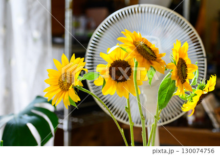 室内のテーブルの上で風に揺れるひまわりと回る扇風機 130074756