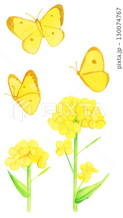 手描き水彩の菜の花と黄色い蝶々のイラスト 手描き水彩の菜の花と黄色い蝶々のイラスト 130074767