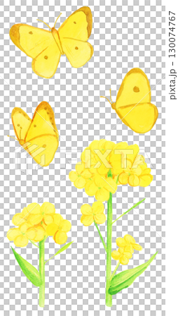 手描き水彩の菜の花と黄色い蝶々のイラスト 手描き水彩の菜の花と黄色い蝶々のイラスト 130074767