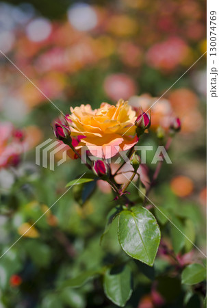 薔薇園に赤色や黄色のバラの花が咲いています。このバラの名前はスブニール・ド・アンネ・フランクです。 薔薇園に赤色や黄色のバラの花が咲いています。このバラの名前はスブニール・ド・アンネ・フランクです。 130074769