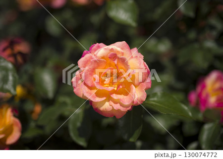 薔薇園に赤色や黄色のバラの花が咲いています。このバラの名前はスブニール・ド・アンネ・フランクです。 薔薇園に赤色や黄色のバラの花が咲いています。このバラの名前はスブニール・ド・アンネ・フランクです。 130074772