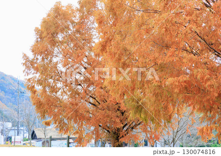 公園でみかける屋根付きの休憩所あずまや(メタセコイア紅葉) 公園でみかける屋根付きの休憩所あずまや(メタセコイア紅葉) 130074816